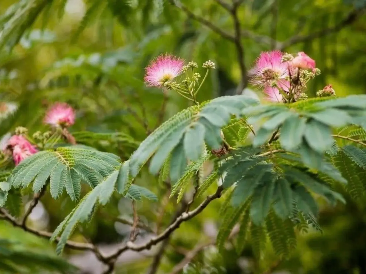 Billede 3 - Eksotiske frø af de smukkeste planter