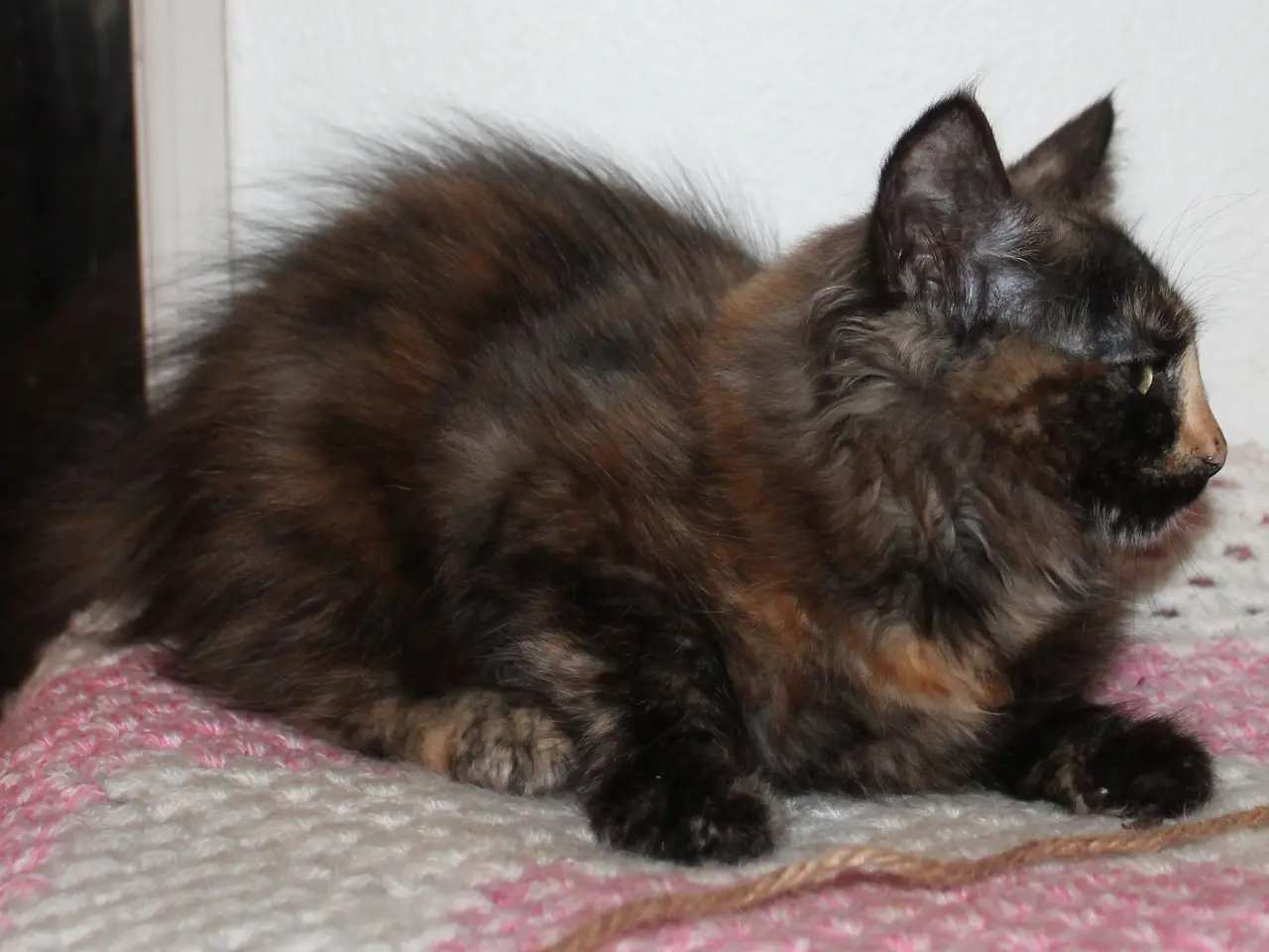 Billede 9 - 🍂 Hun ligner en varm efterårsdag 🌸 Maine Coon 🌸