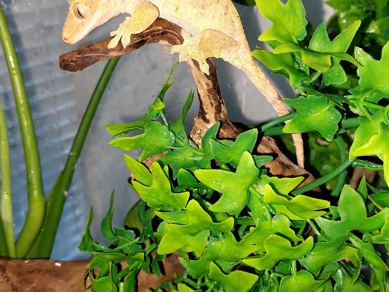 Billede 6 - Kronegekko hun