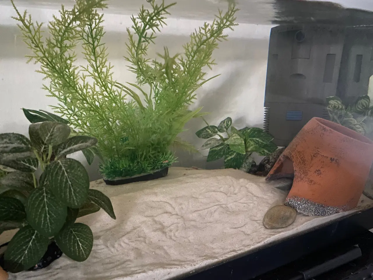 Billede 3 - Axolotl par inkl akvarie og alt