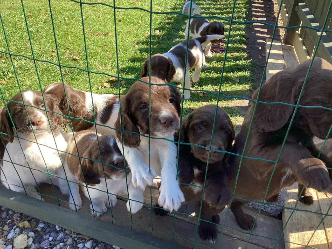 Billede 4 - FT Springer Spaniel/ Engelsk Springer Spaniel
