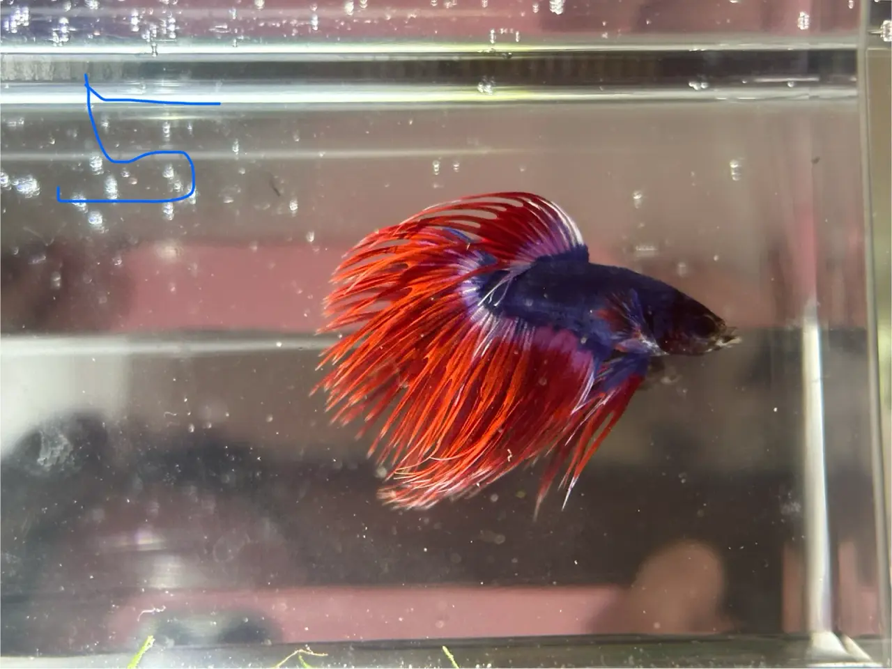 Billede 3 - Crown tail Han