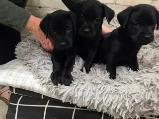 Sunde og dejlige Labrador hvalpe søger nyt hjem.