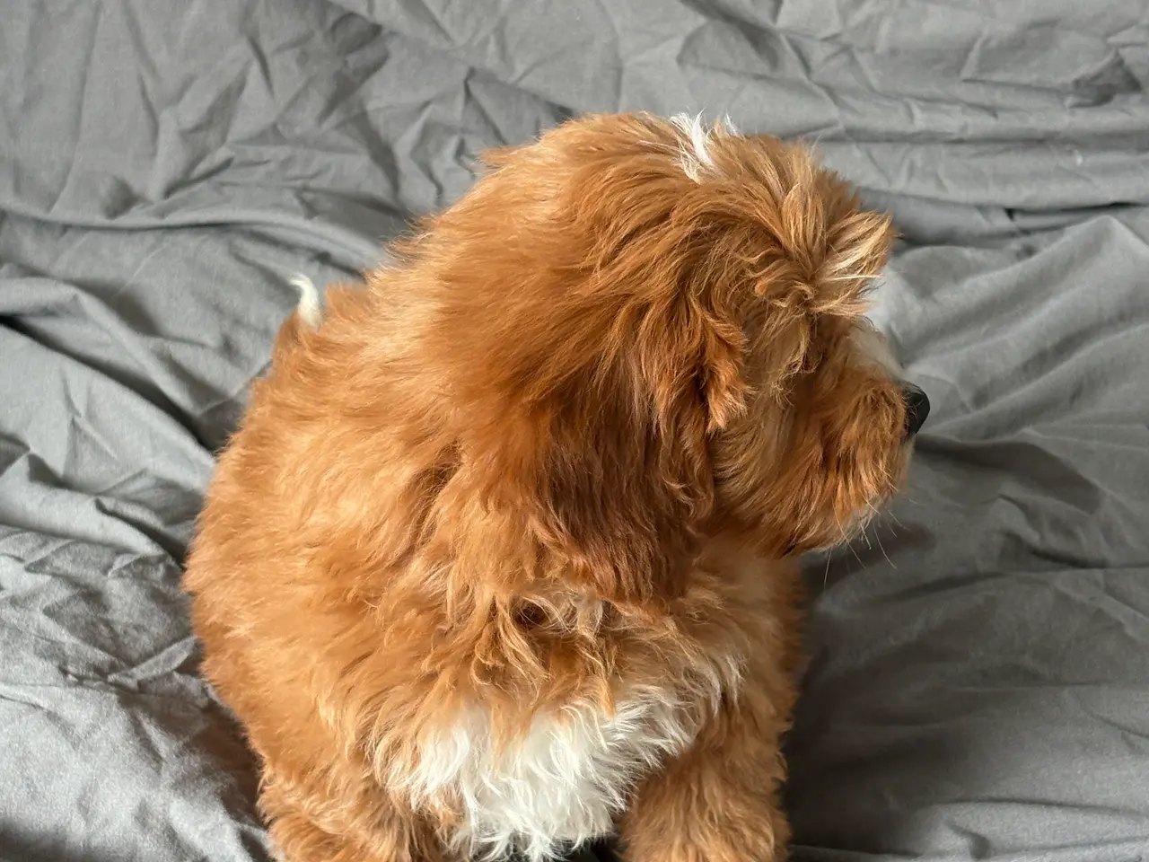 Billede 3 - Cavapoo, Benny mangler et hjem❤️