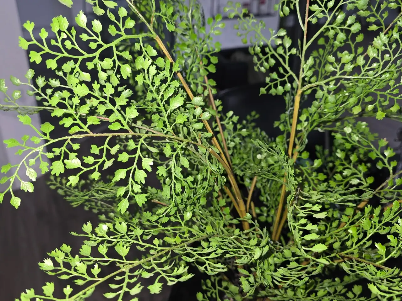 Billede 8 - Smukke kunstige planter