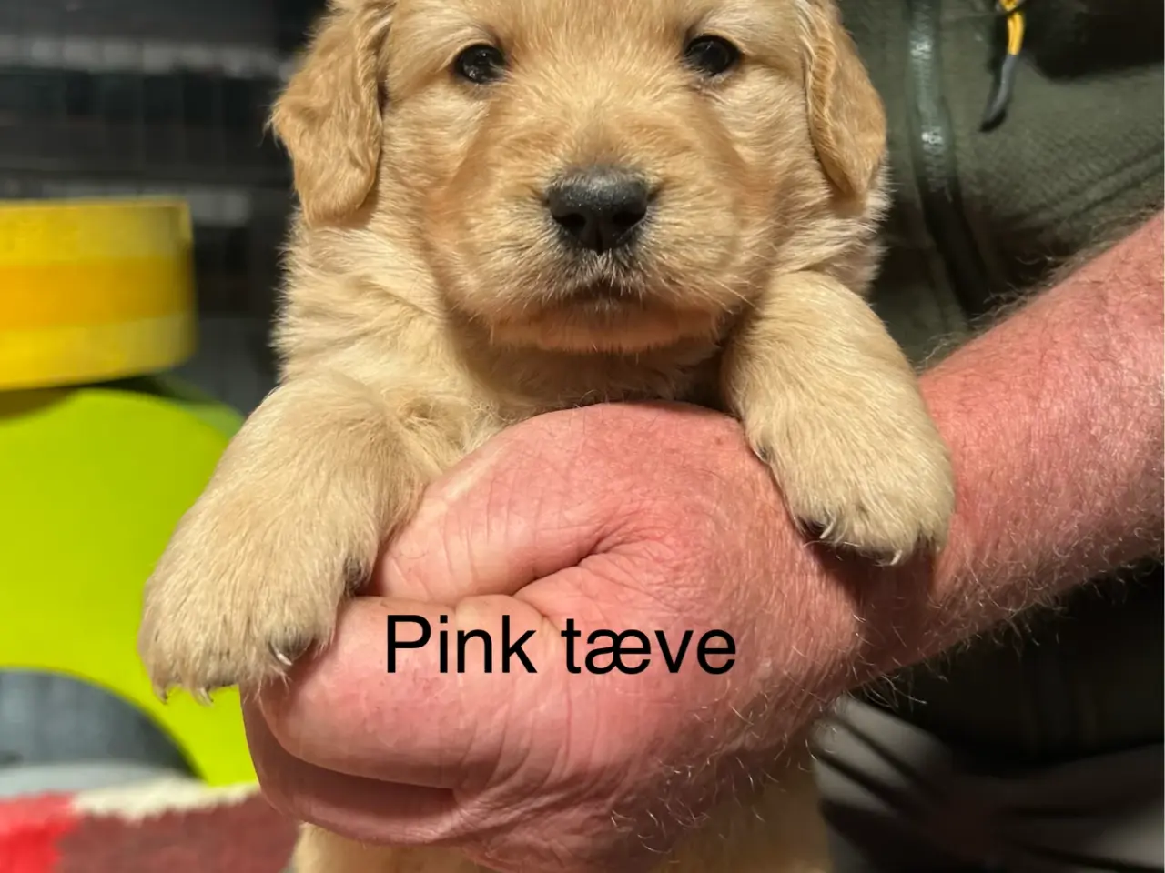 Billede 15 - Golden Retriever hvalpe