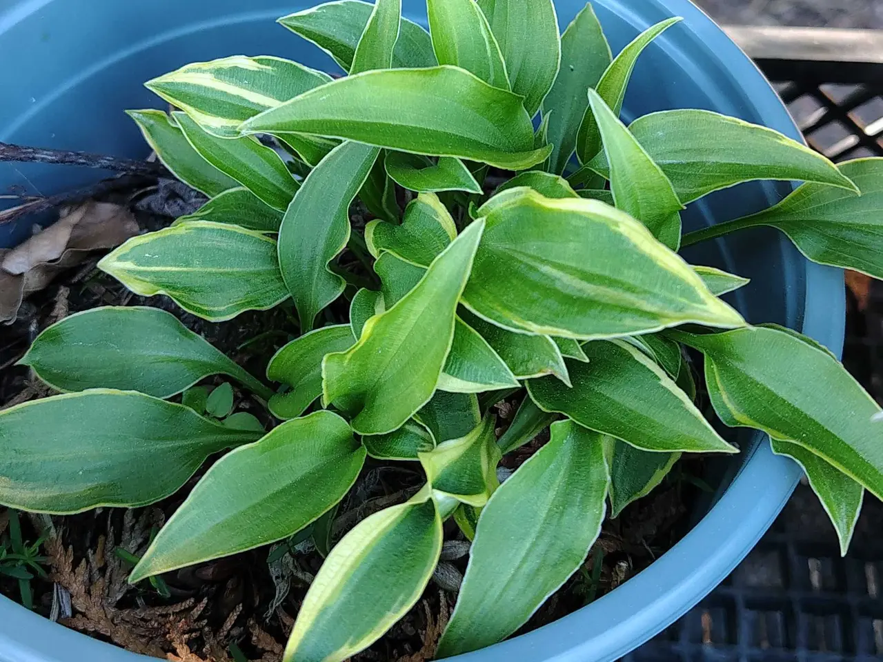 Billede 1 - Forskellige Hosta 