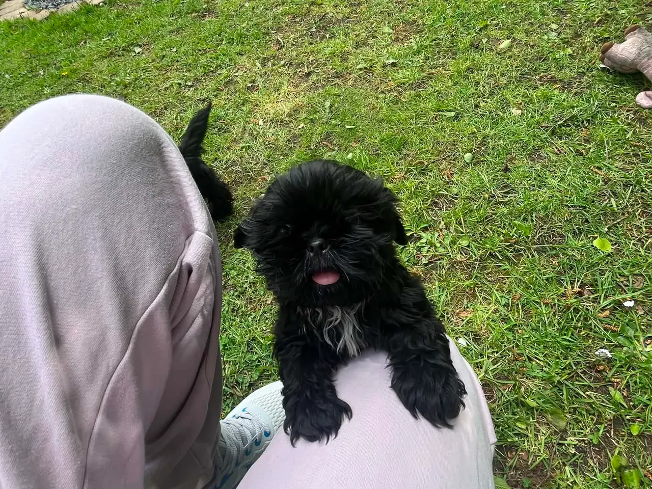 Billede 1 - Smukke Sorte Shih tzu hvalpe