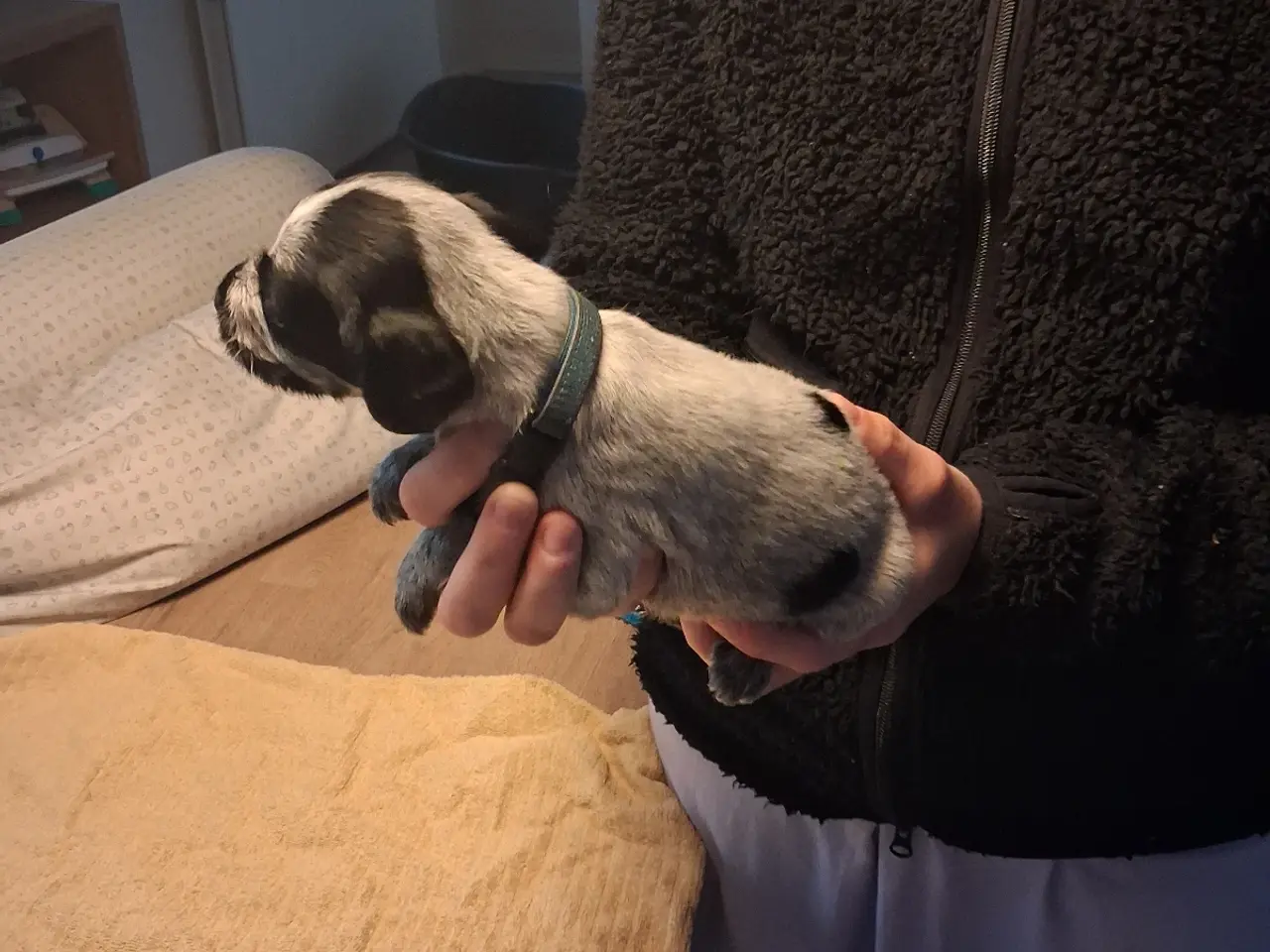 Billede 11 - Ruhåret hønsehund hvalpe 