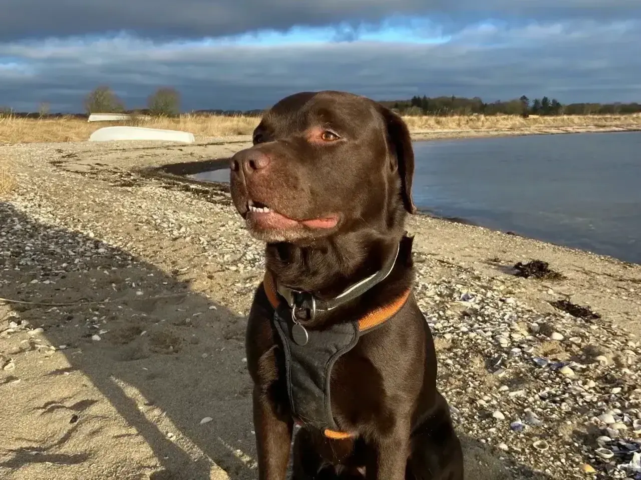 Billede 13 - Skønne gammeldags Labrador hvalpe.
