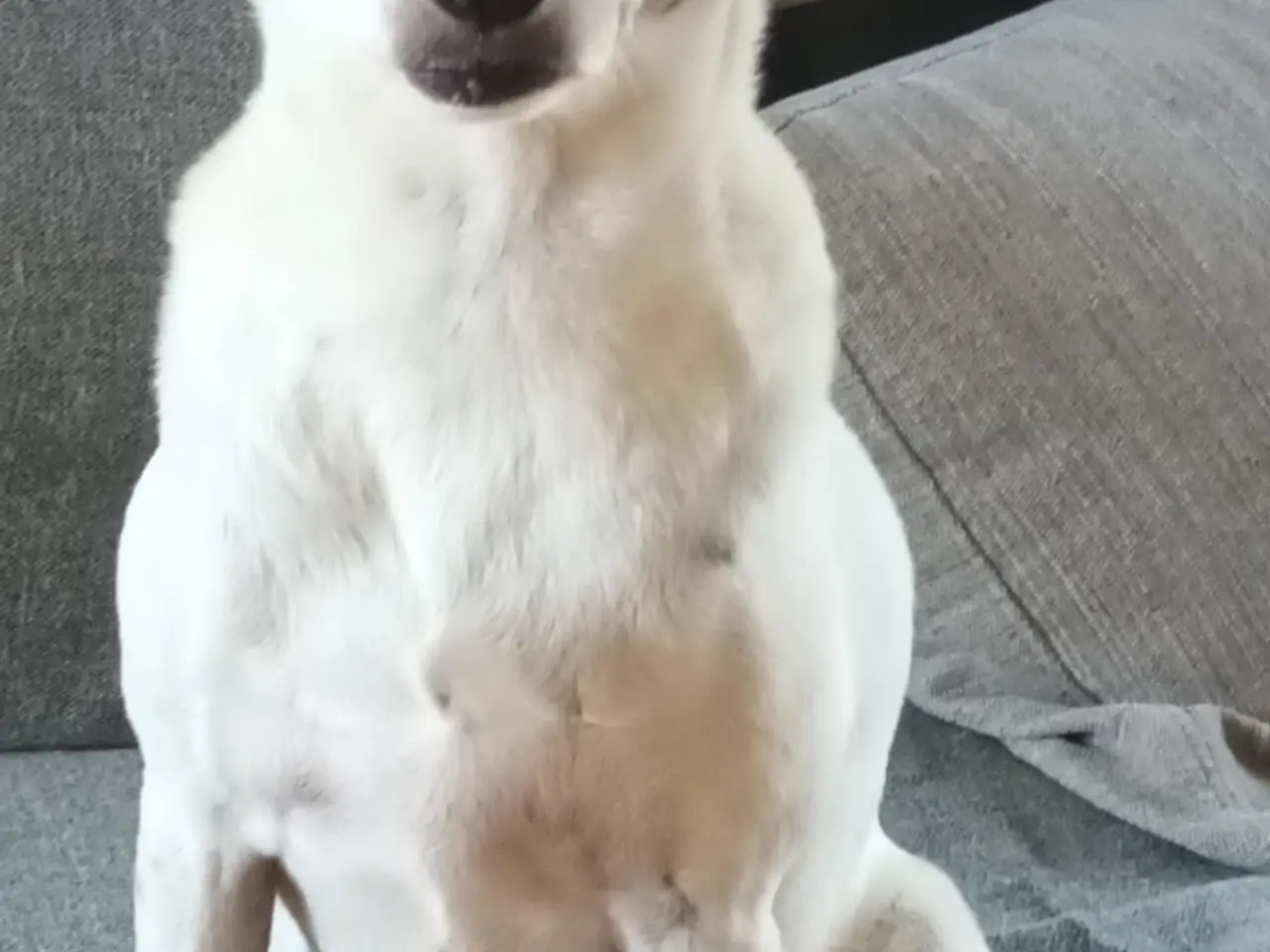 Billede 2 - Sødeste jackrussel søger ny madmor