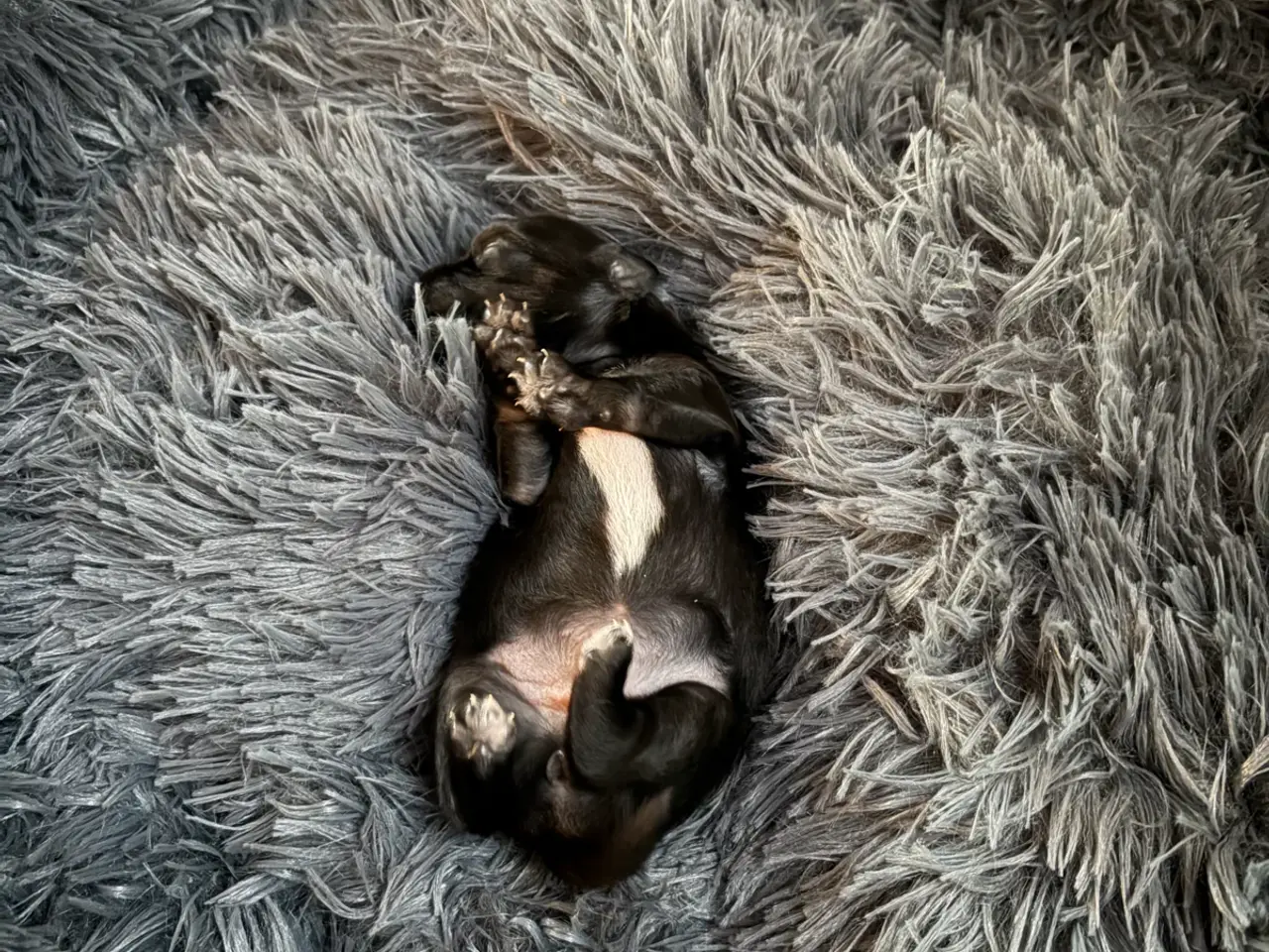 Billede 6 - Chihuahua hvalp