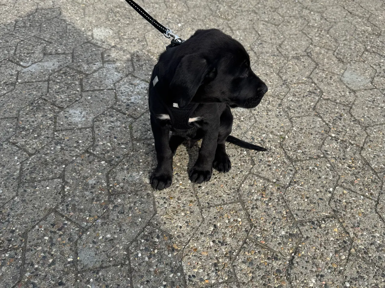 Billede 6 - Labrador blanding 