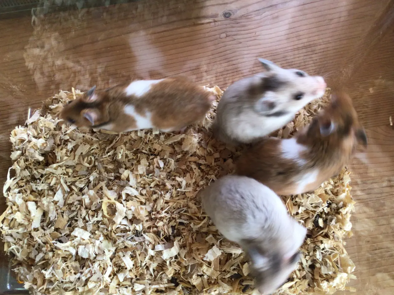 Billede 5 - Kort hårede guldhamster