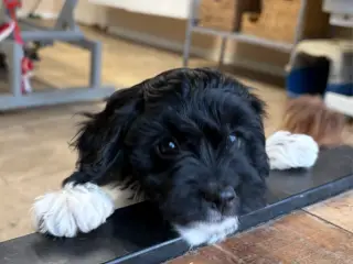 Små virkelig fine mini Cavapoo babyer