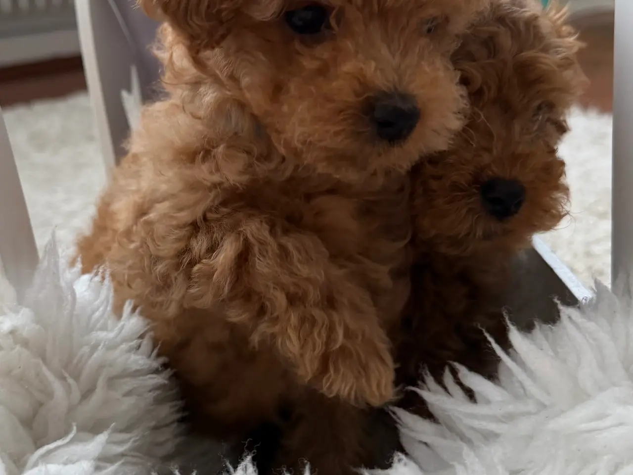 Billede 5 -  Søde Mini Maltipoo hvalpe til salg