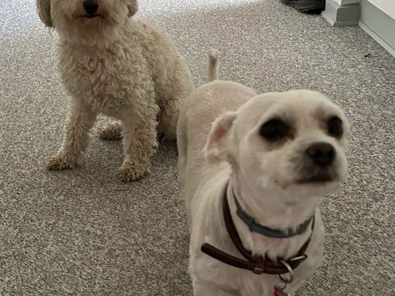 Billede 15 - Maltipoo hvalpe 
