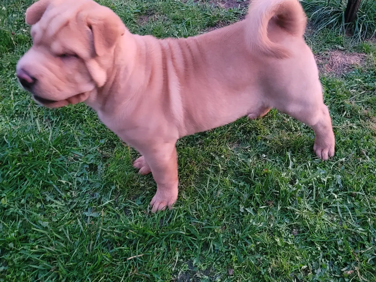 Billede 7 - Shar pei hvalpe