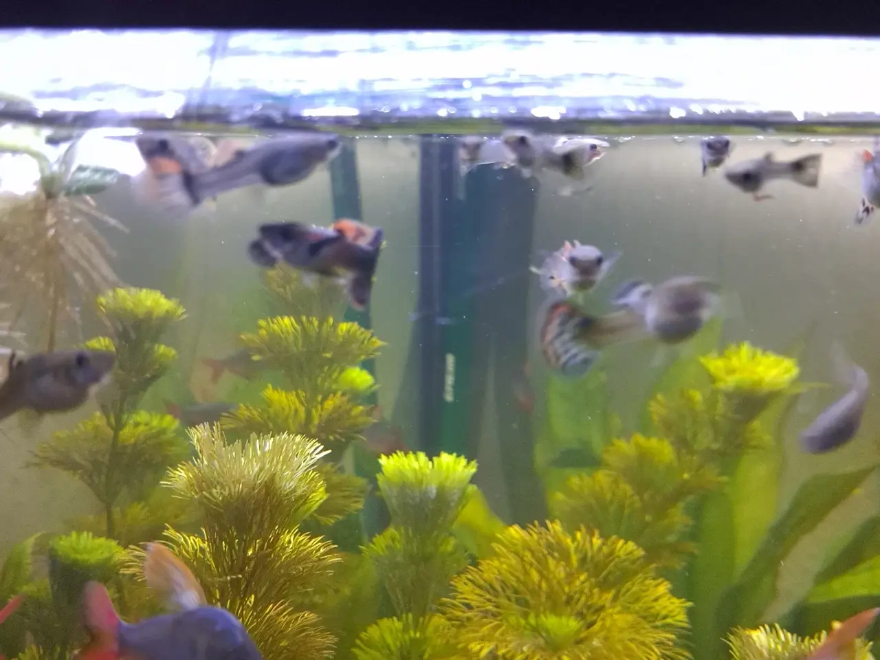 Billede 2 - Guppy mix han og hun