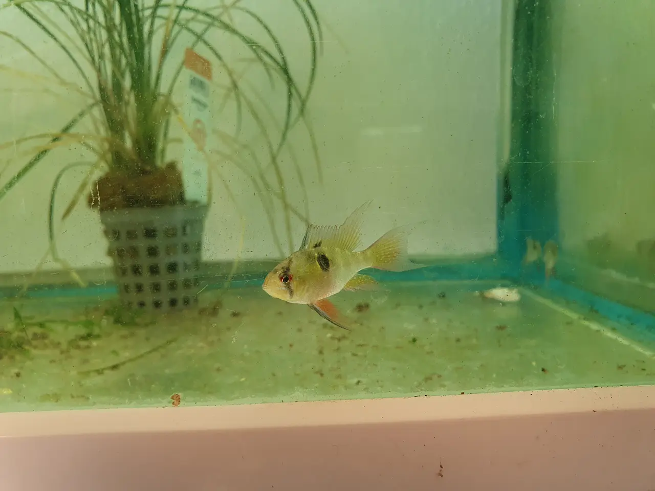 Billede 5 - 🦋🐟 LONG FIN SOMMERFUGLECIKLIDER TIL SALG 🐟🦋