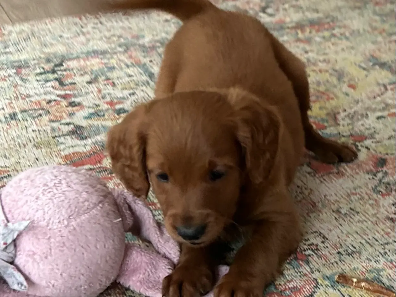 Billede 2 - Goldendoodle + Cavapoo