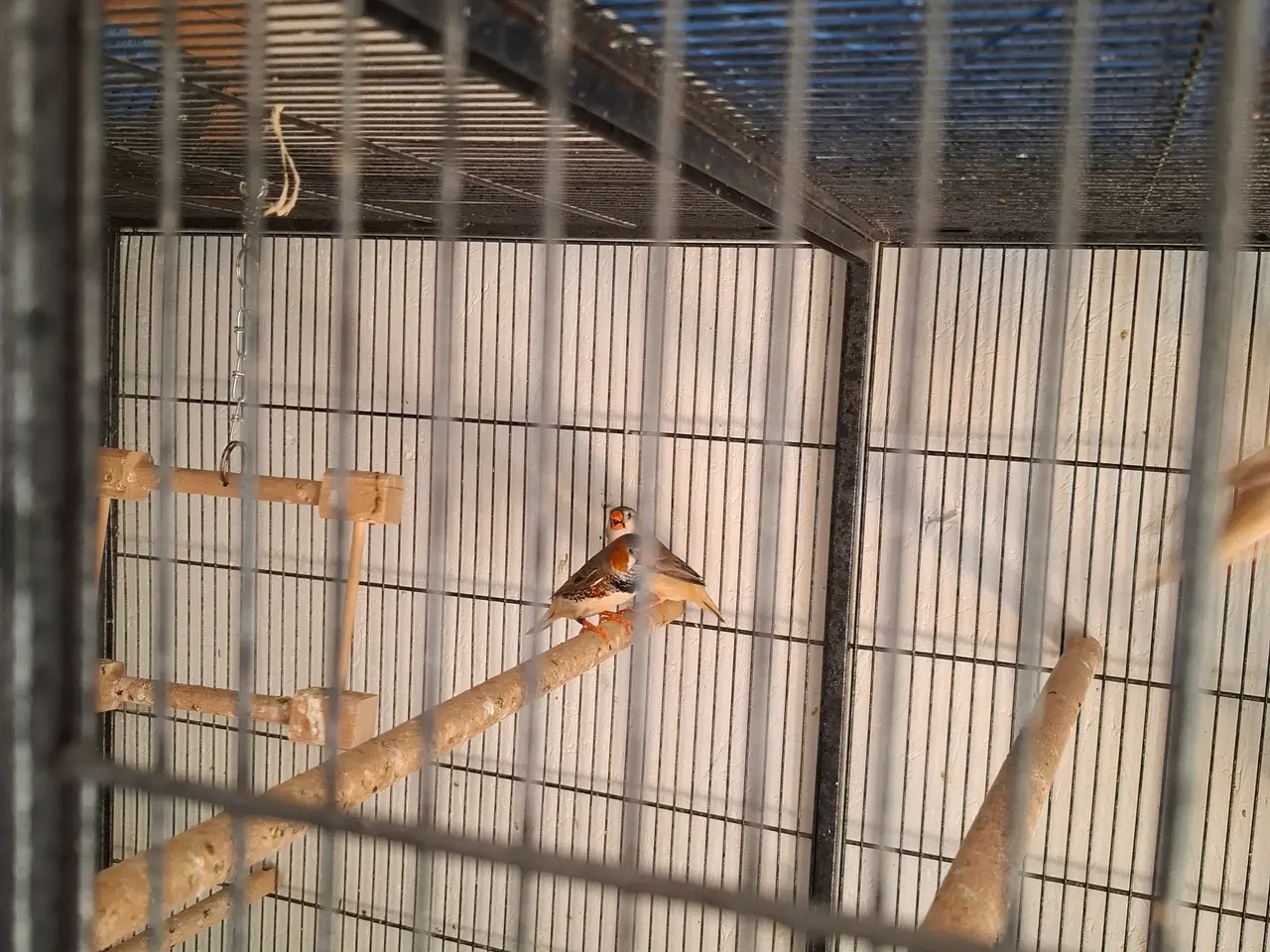 Billede 7 - Zebrafinker søger nye hjem