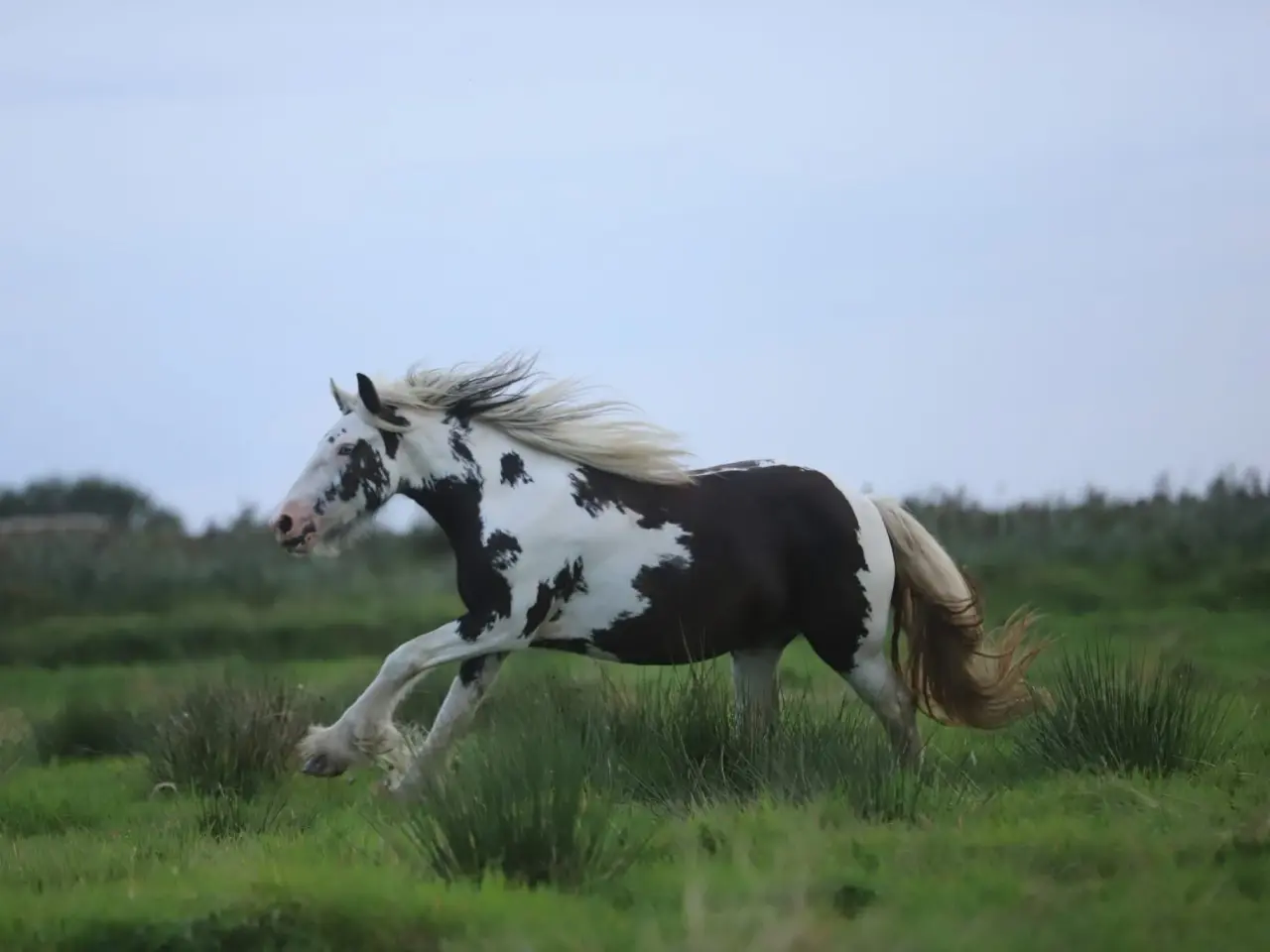 Billede 5 - Irish Cob heste søger nyt hjem