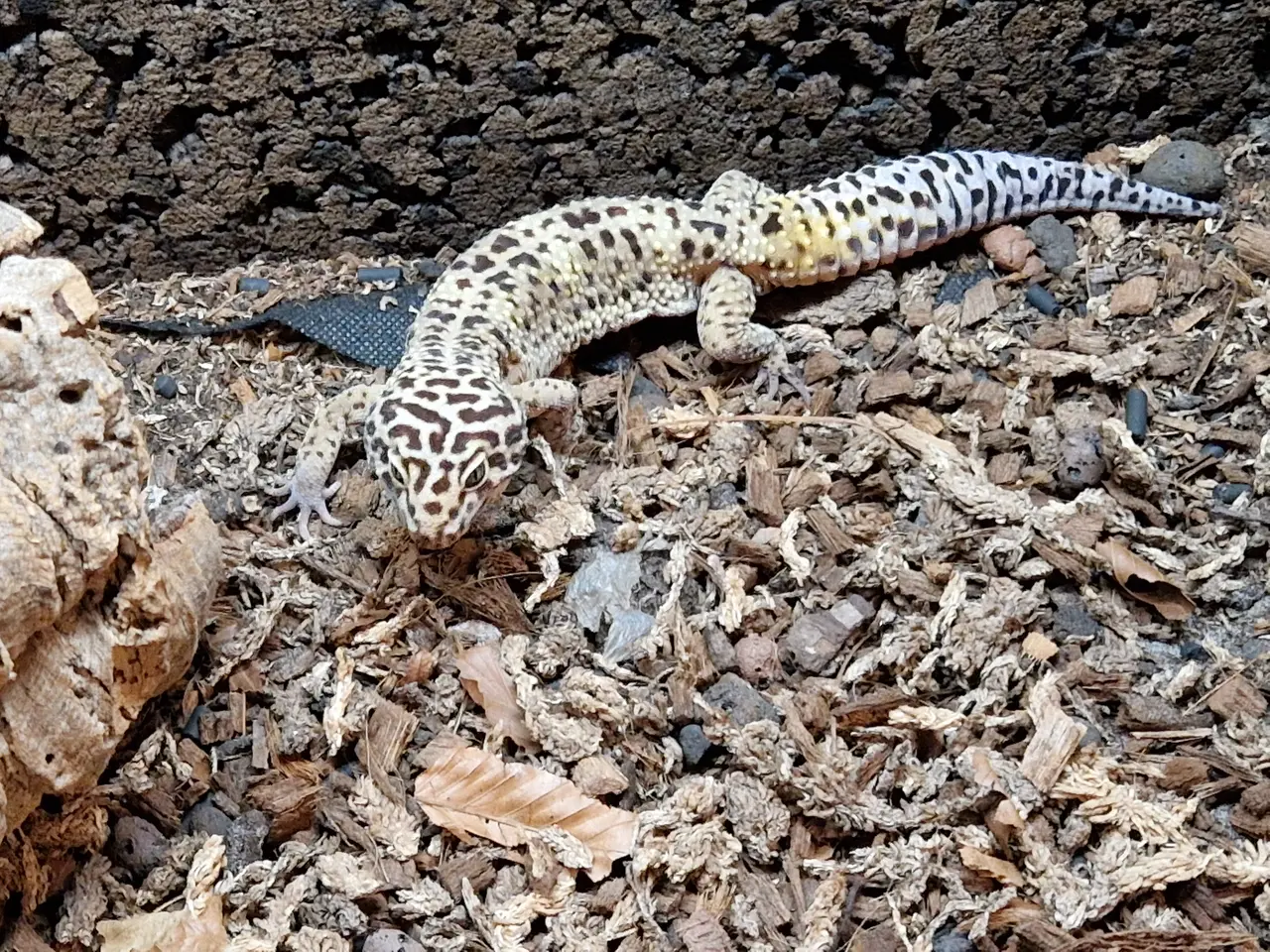 Billede 2 - Leopardgekko + terrarie og udstyr