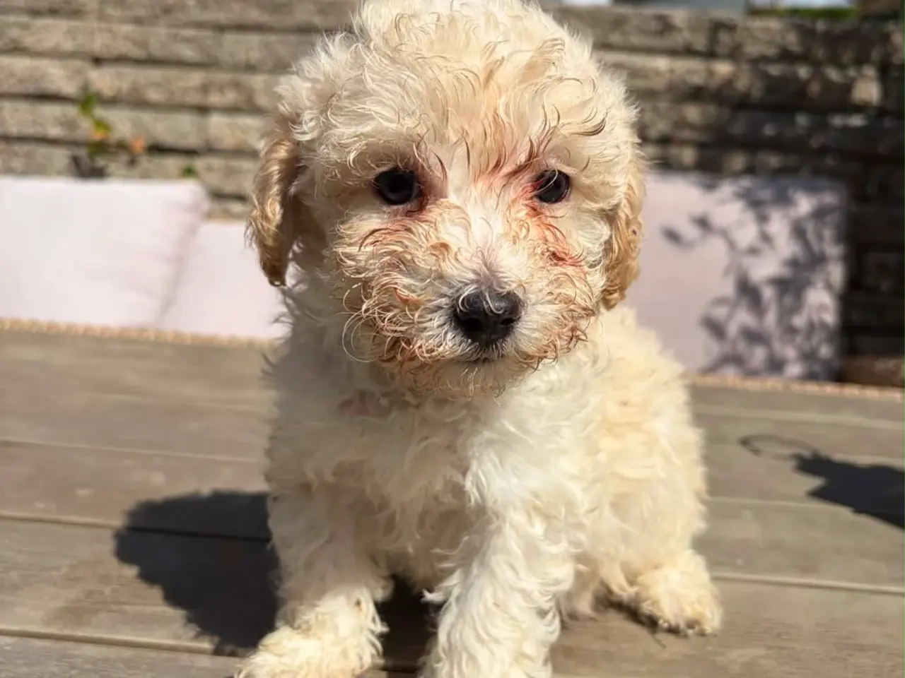Billede 7 - Maltipoo salgsklar 8 uger fredag