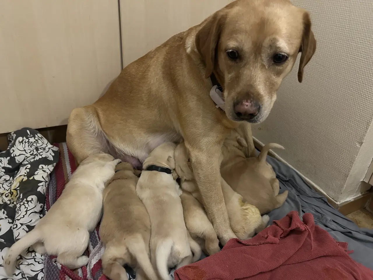 Billede 5 - Udsolgt De sødeste hundehvalpe