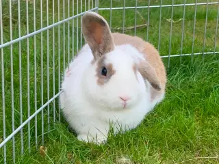 Sød kanin🥕