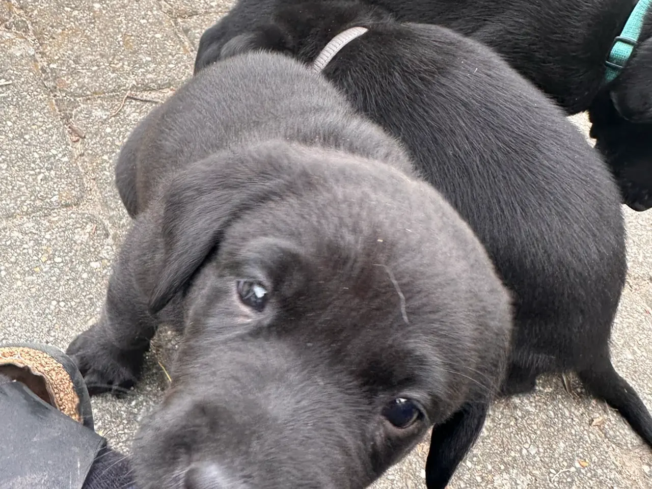 Billede 6 - Arlo og Marley🐶