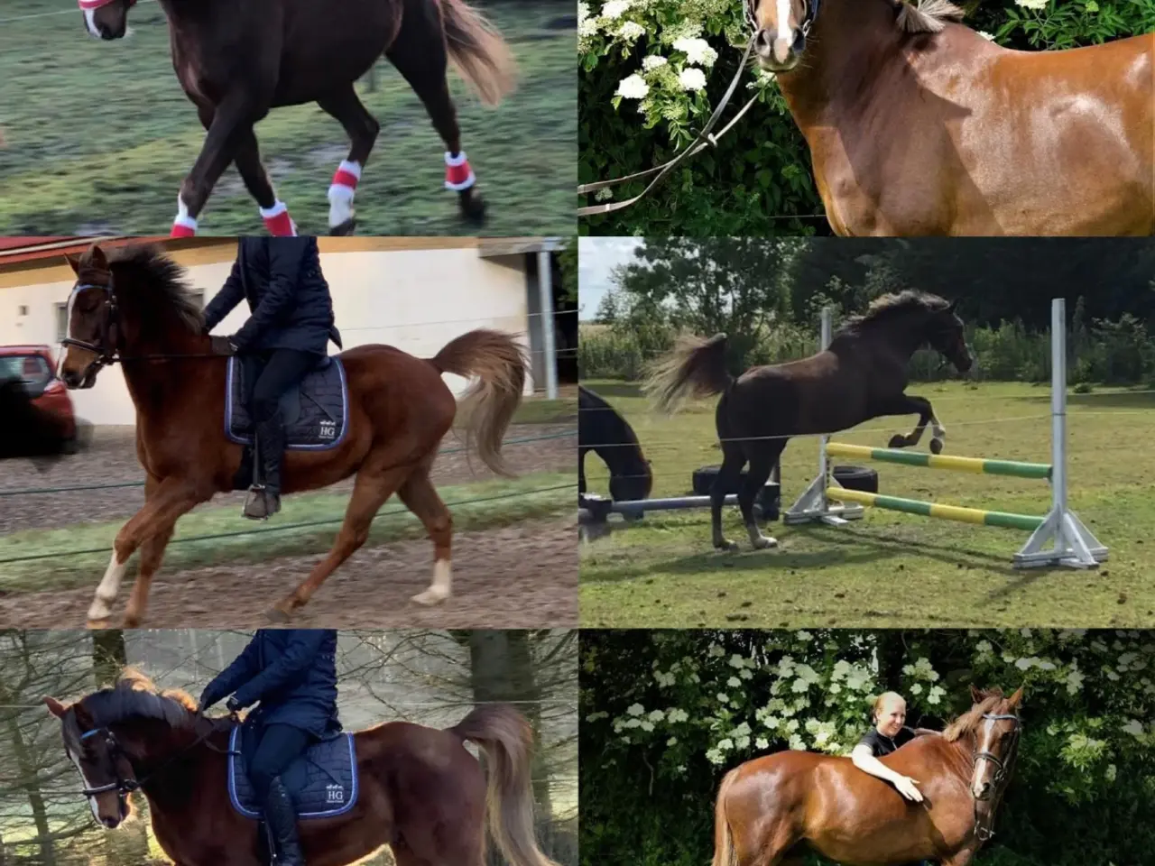 Billede 1 - Pony udlånes