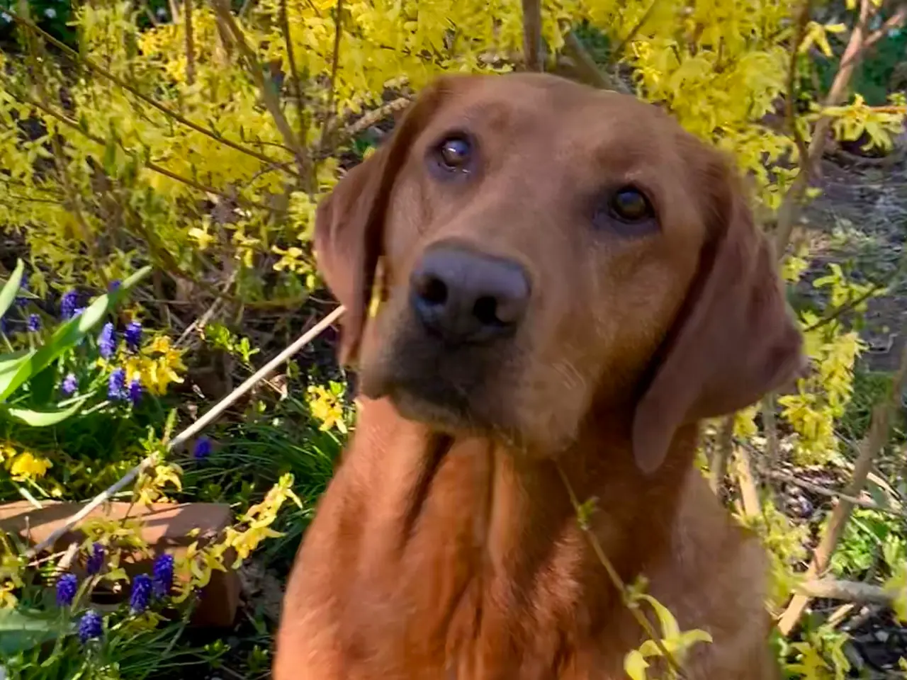 Billede 6 - Lækre sommer labradorhvalpe