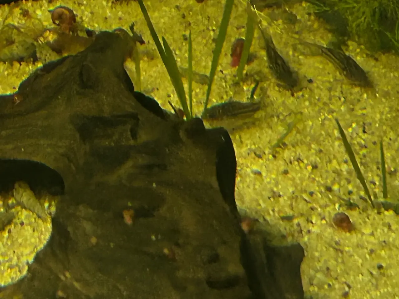 Billede 6 - 🐠✨ Nannus pansermaller – Fredelige bundfisk