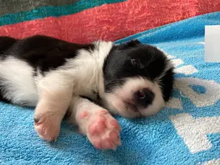 Border Collie hvalpe