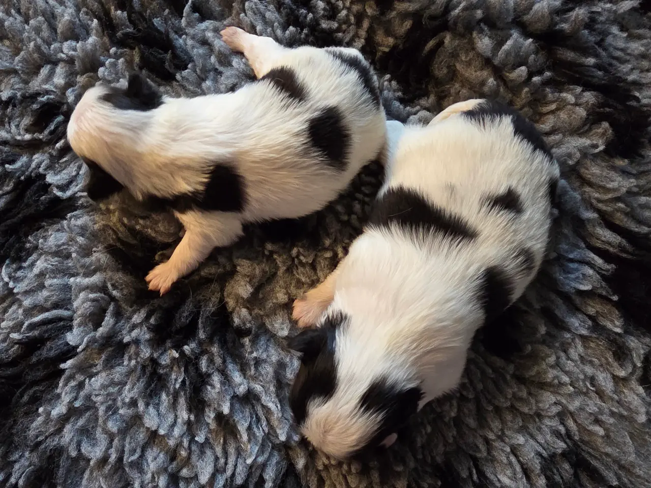Billede 5 - Japanese Chin hvalpe