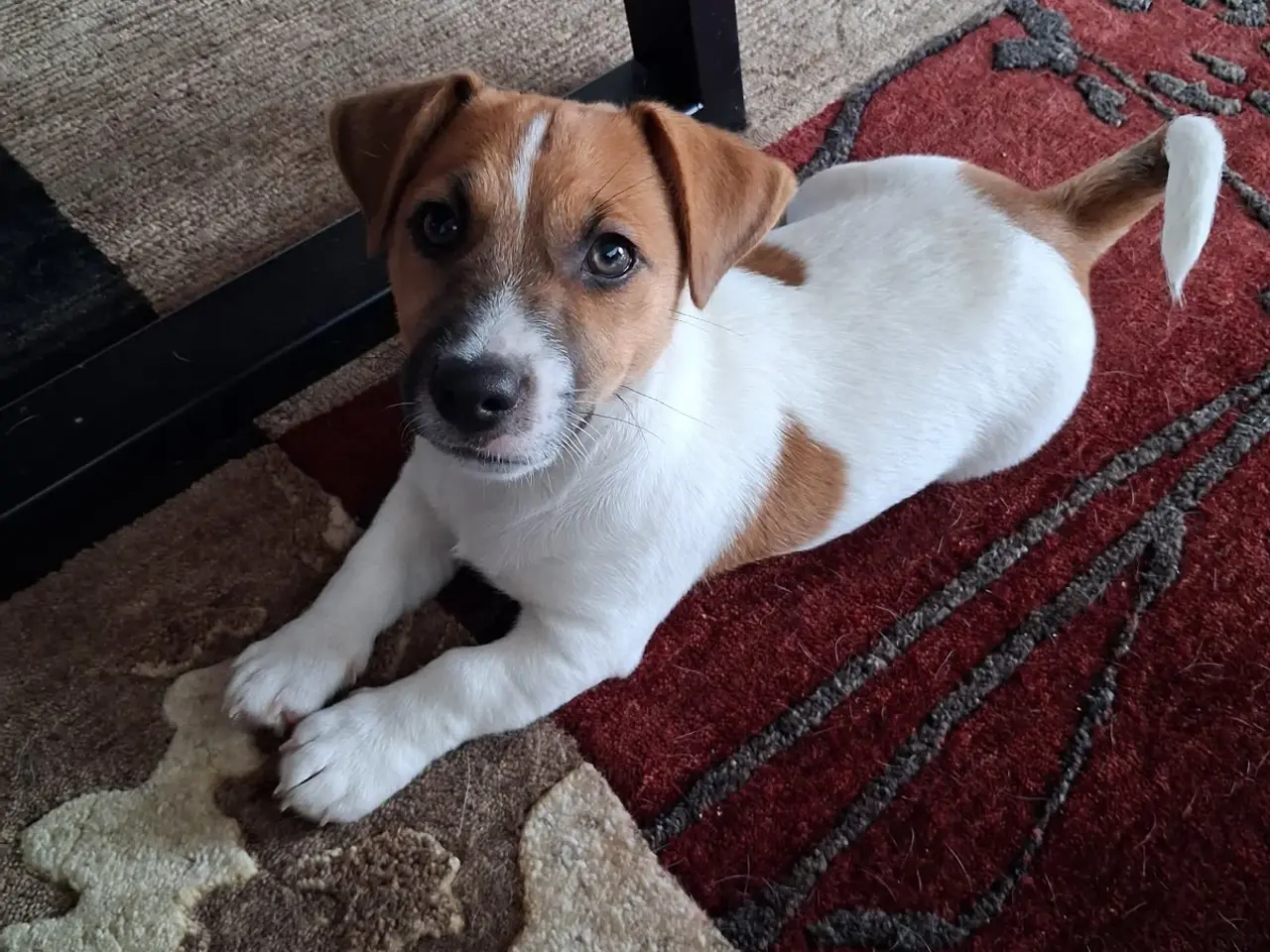 Billede 6 - Jack Russell Hvalp - Glathåret - DKK stamtavle