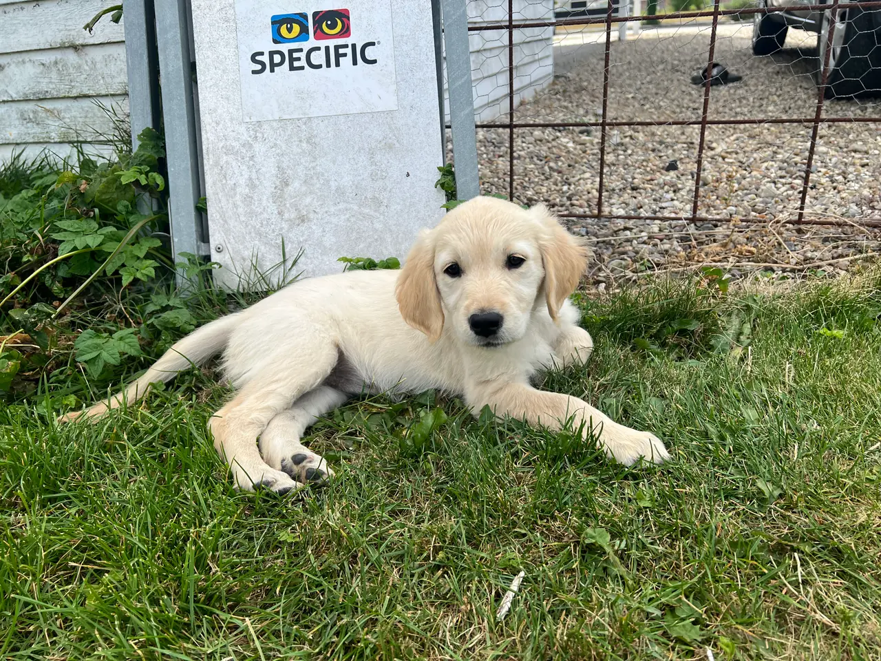 Billede 1 - Golden retriever