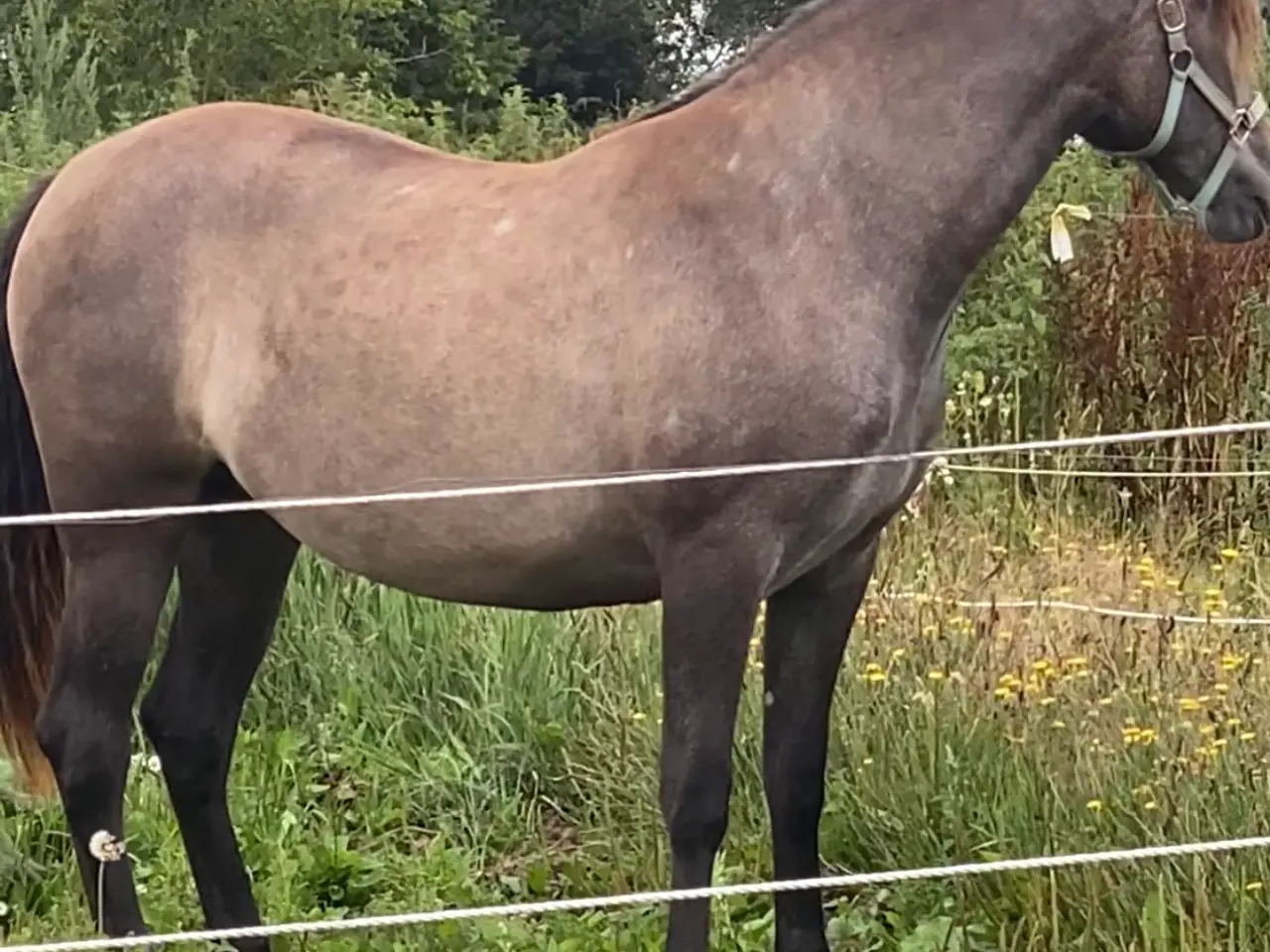 Billede 1 - DSP pony søges til kærligt hjem