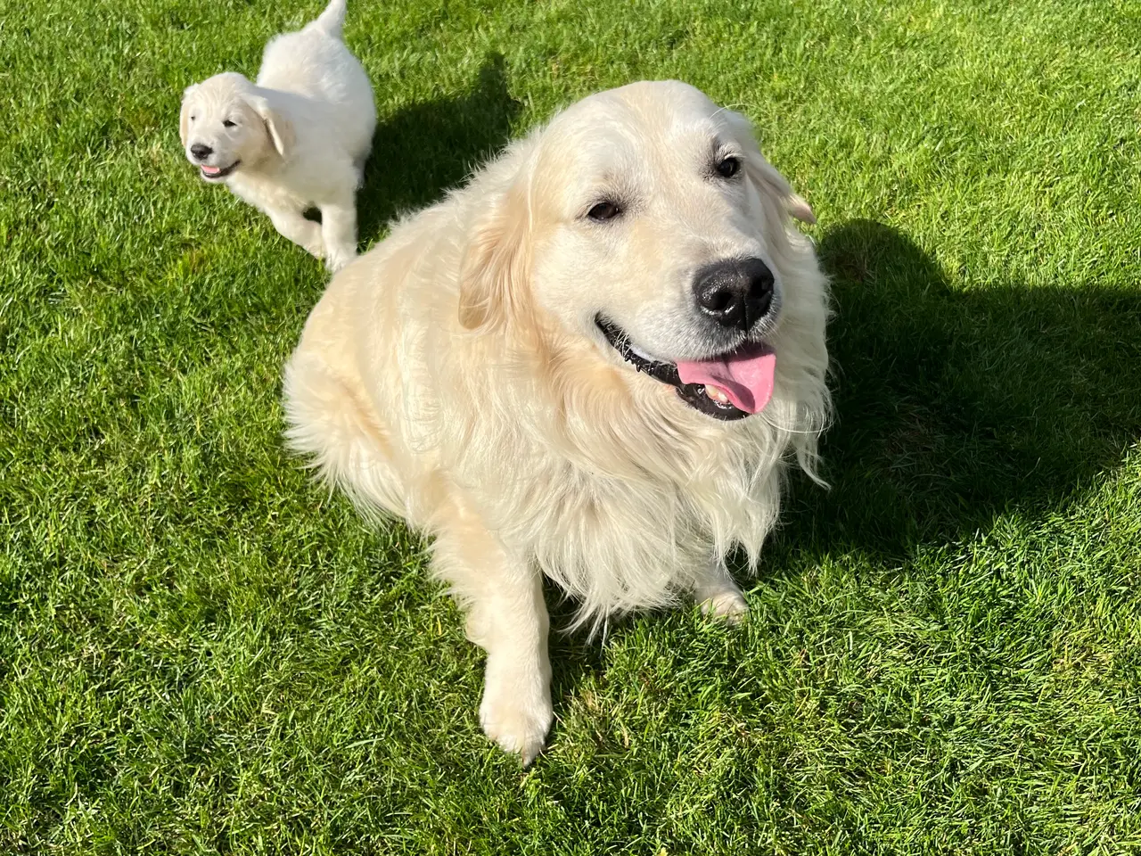 Billede 18 - 4 Golden retriever hvalpe sælges