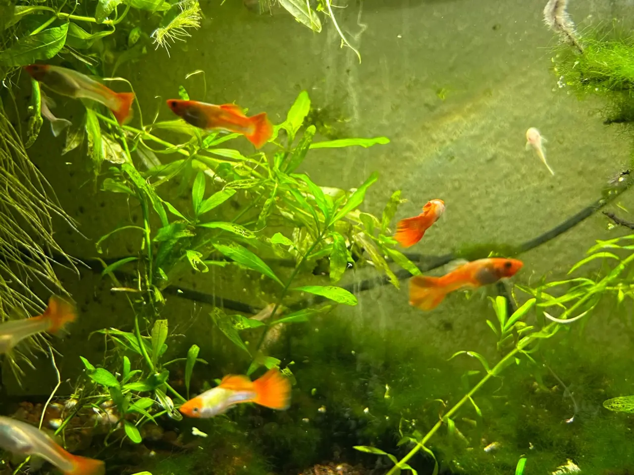 Billede 4 - 🐠❤️ Rednose Koi Guppy Par | Hvid Krop & Rød Hale