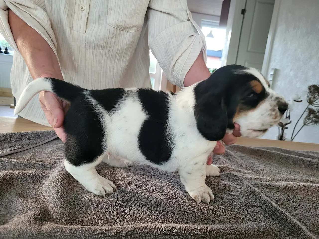 Billede 4 - Basset Hound Hvalpe