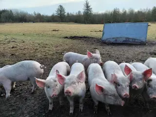 Økologiske orner
