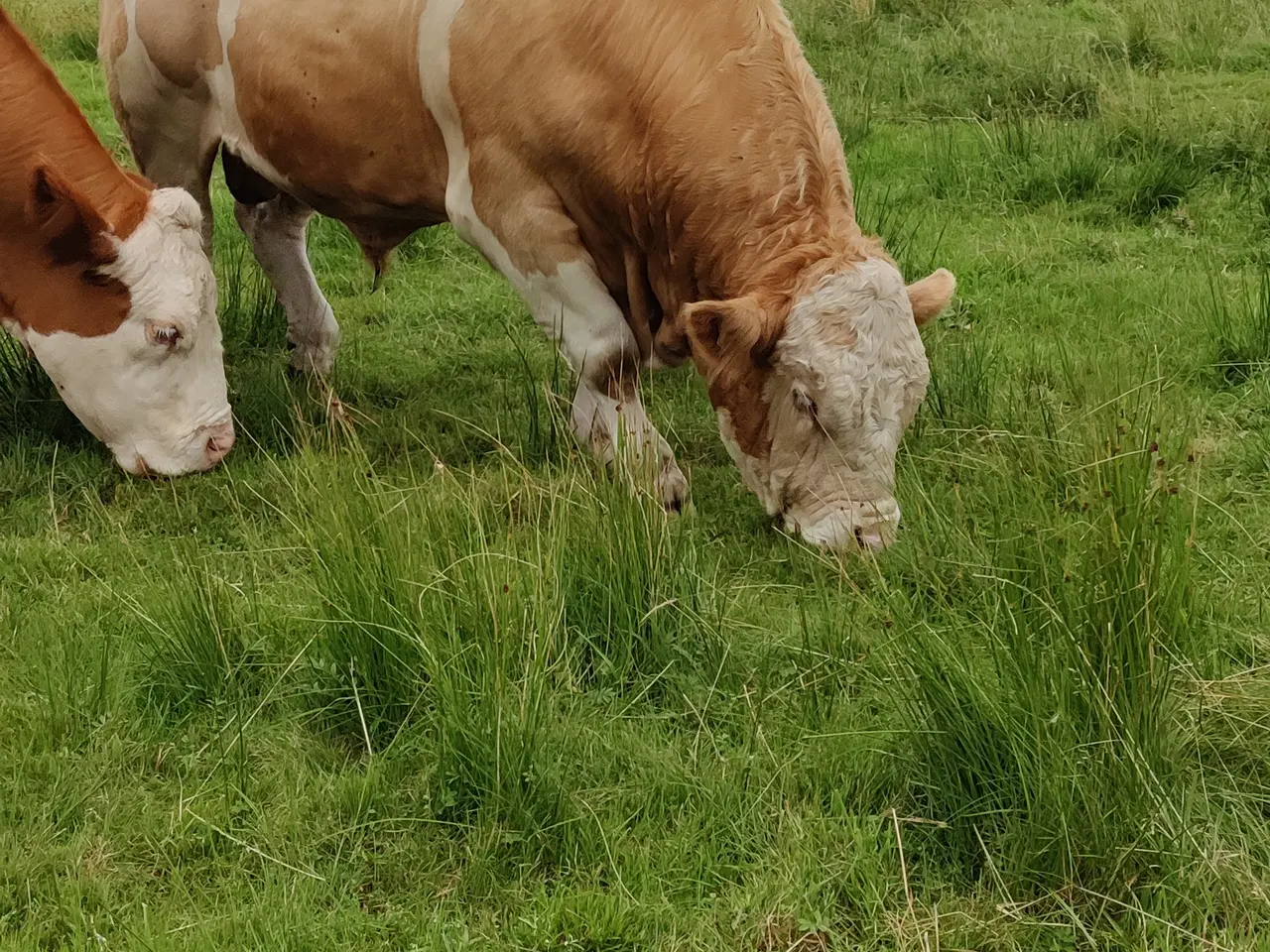 Billede 1 - Simmental tyr sælges