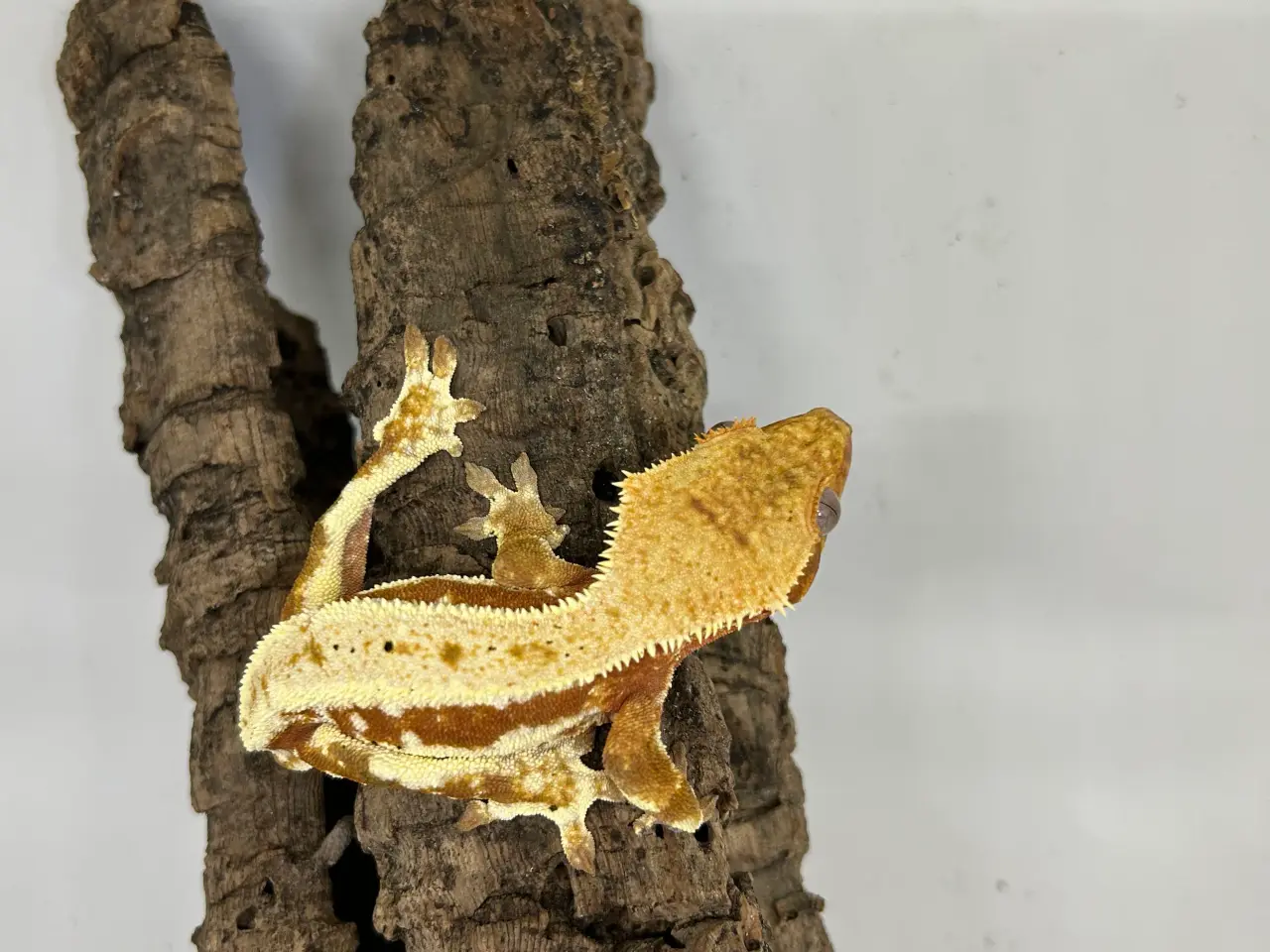 Billede 1 - Lilly White kronegekko han