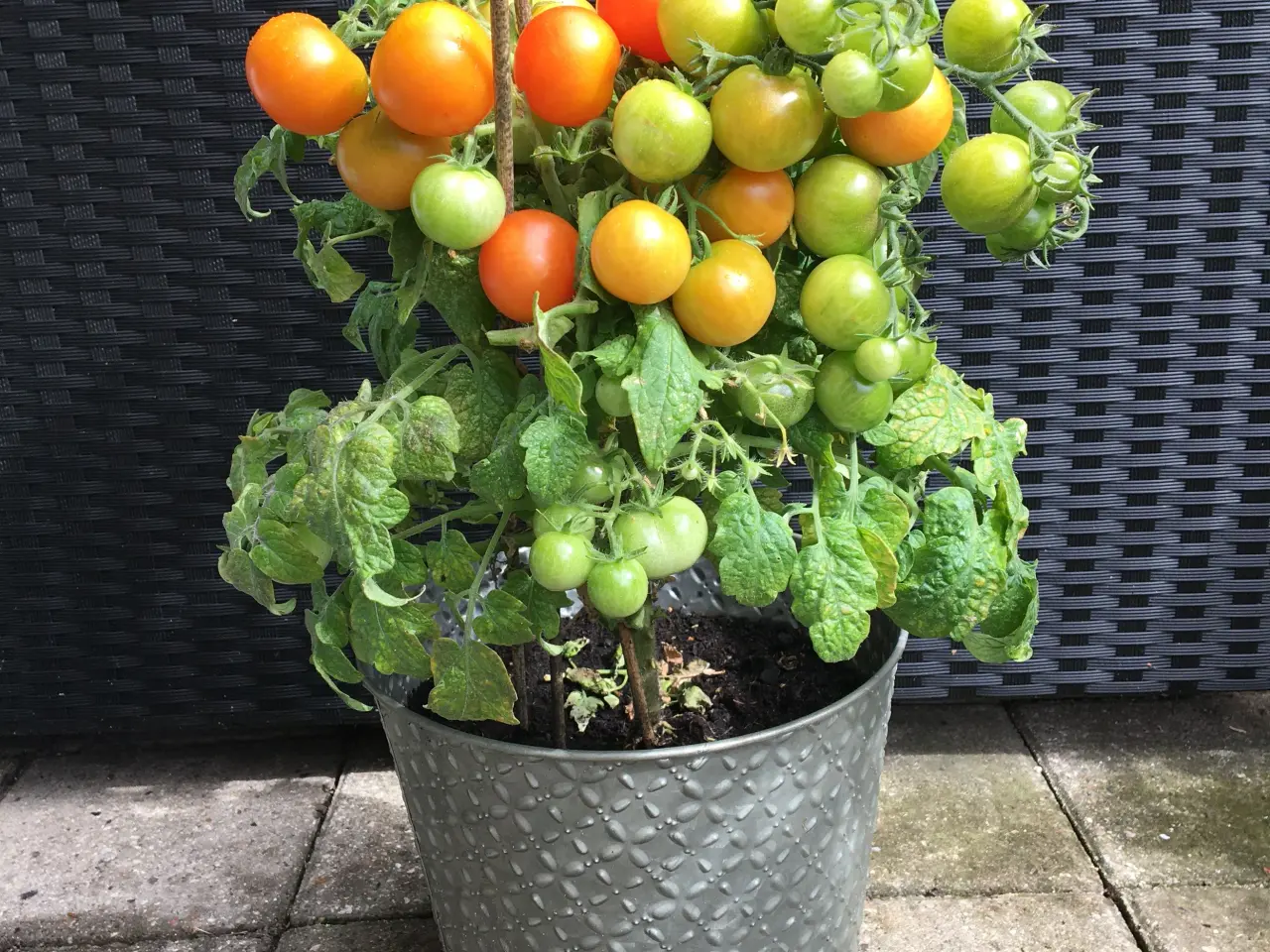 Billede 12 - Sunde frø af STORE tomater 🍅