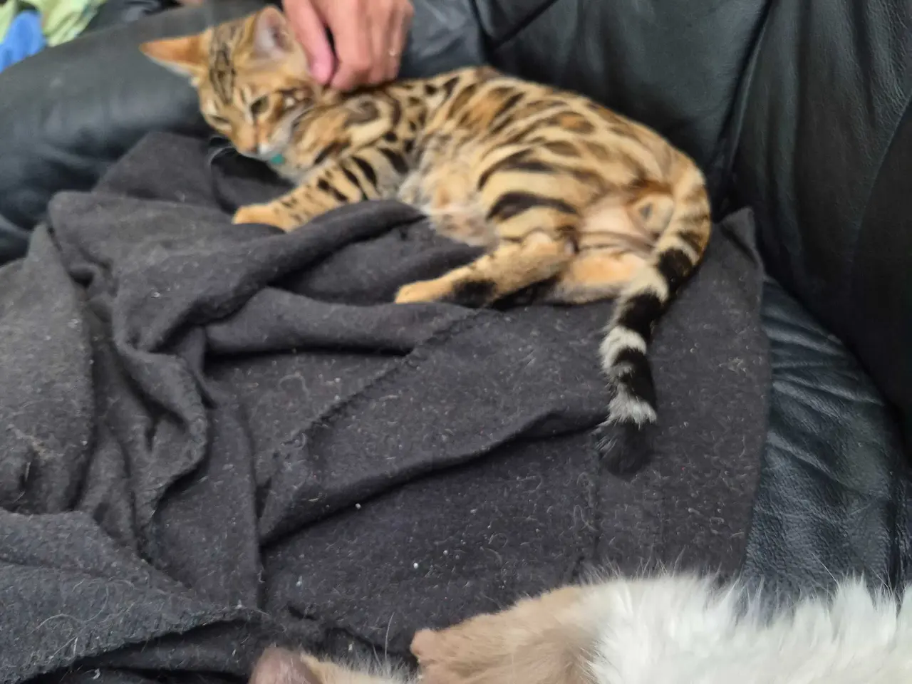 Billede 4 - Bengal Hankilling 