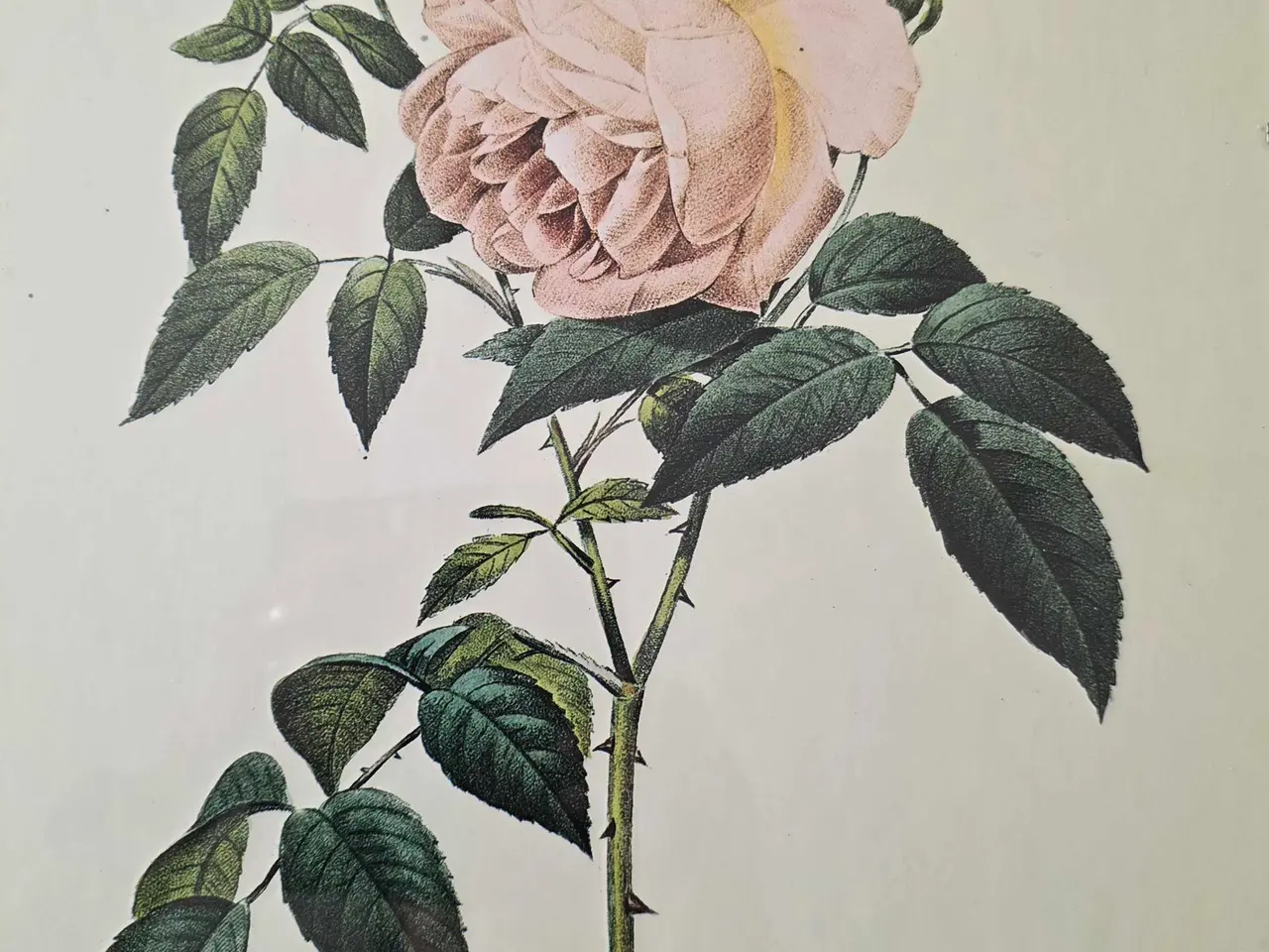 Billede 4 - 5 stk. Flora Danica billeder i skifterammer