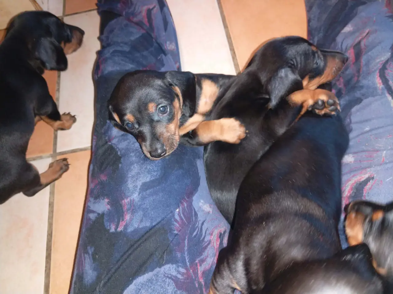 Billede 5 - Standard korthåret gravhunde